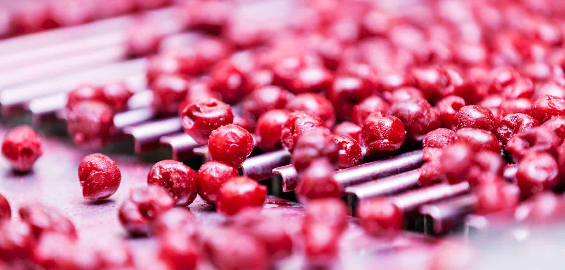 Cranberries on a processing belt.