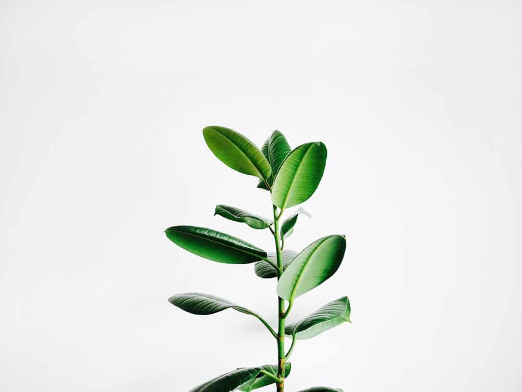 A plant with round green leaves with a white background.