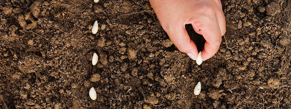 hands sowing seeds in a field