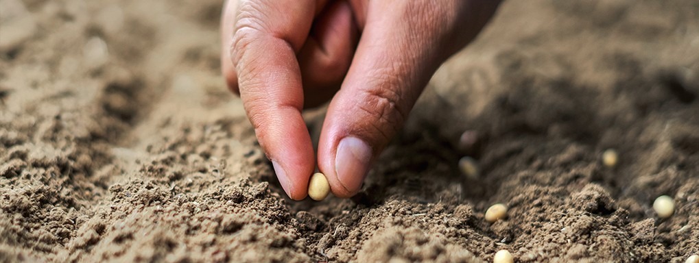 hands sowing seeds in field