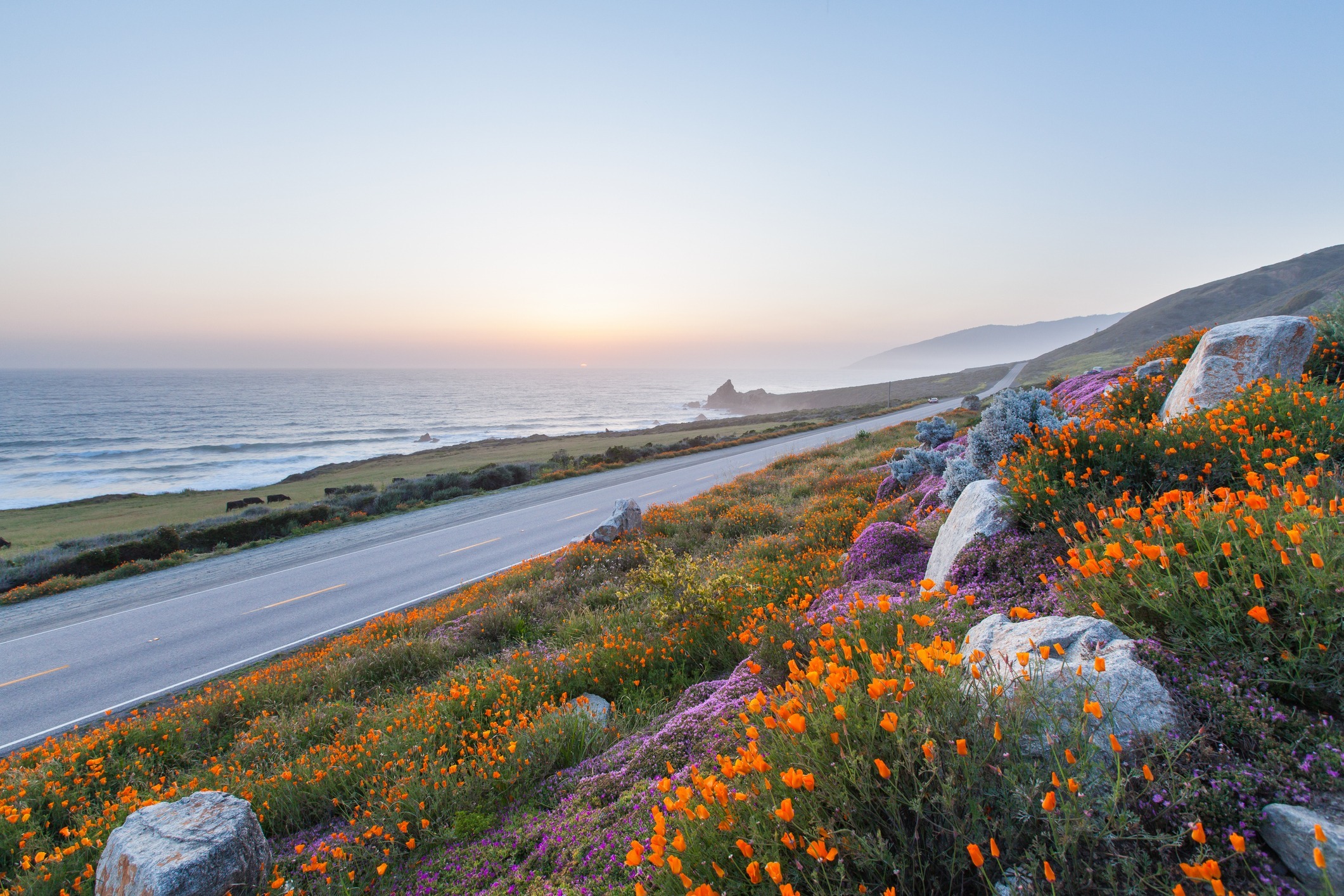 Spring flowers by the ocean on the West Coast, where Aldrich was just named one of the Top 100 Accounting Firms by Accounting Today.