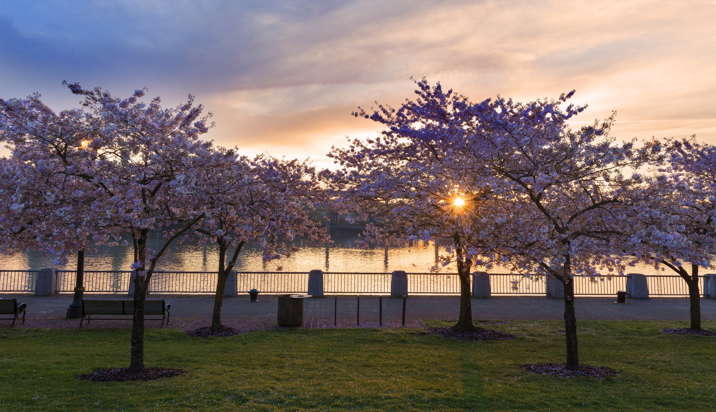 Cherry blossoms alongside downtown Portland, where Nicole Rice was just named a Woman of Influence by the Portland Business Journal.